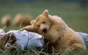 Медведь устал