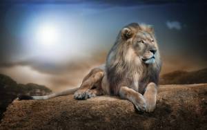 портрет льва