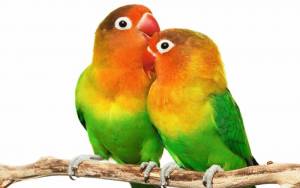 Beautyful Parrots