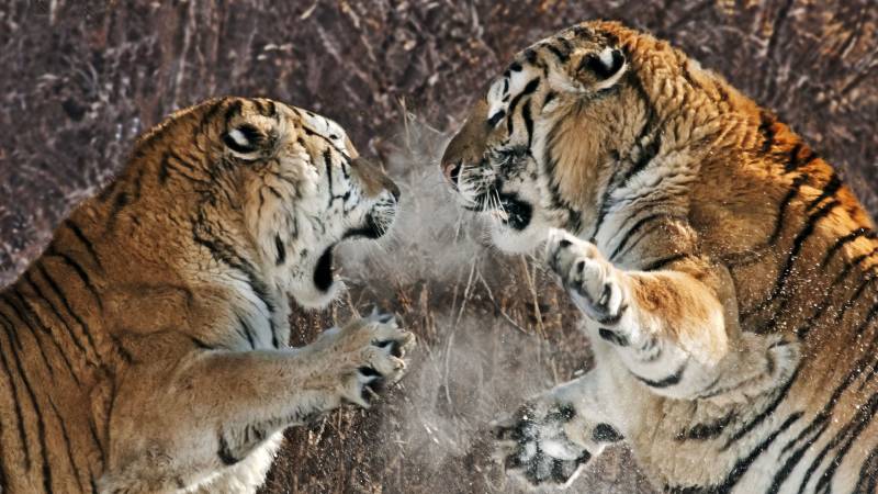 Обои Агрессивные тигры