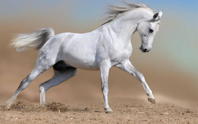 Обои Белый конь