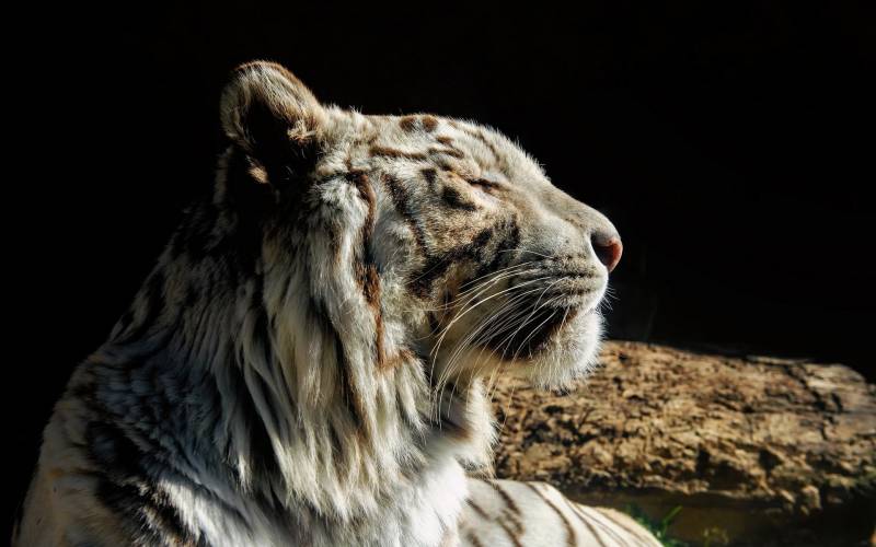 Обои белый тигр