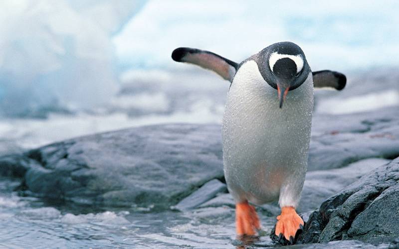 Обои Мокрый пингвин в антарктике