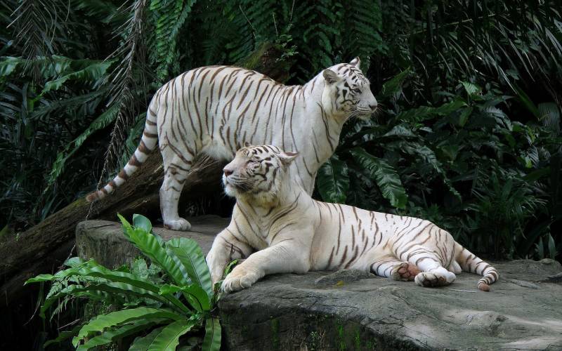 Обои белые тигры