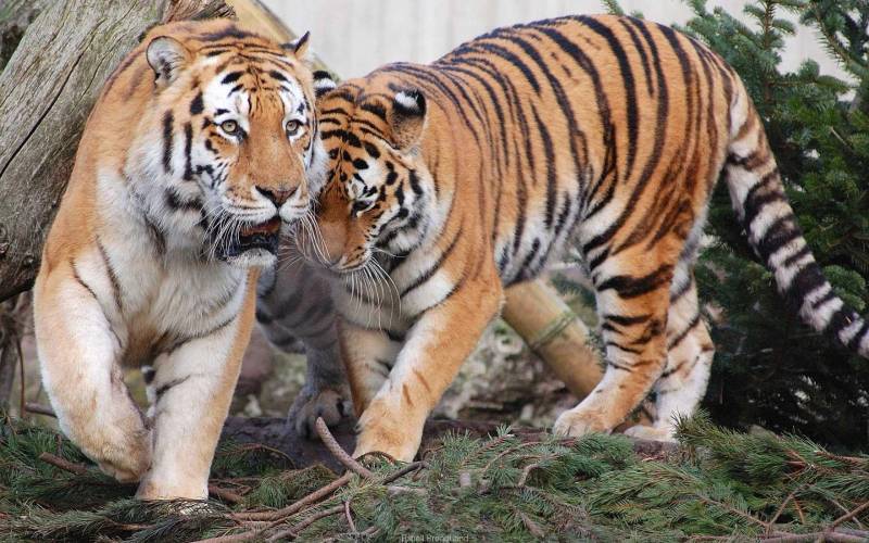 Обои амурский тигр