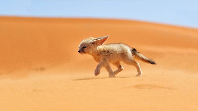 Обои Лисица фенек в пустыне