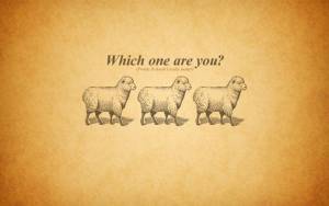 three sheeps question