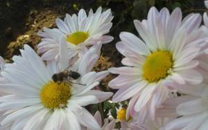 Белые ромашки и пчела