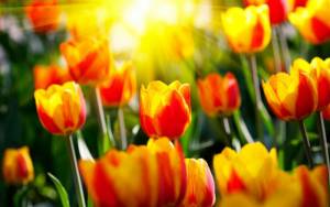 Тюльпаны под весенним солнцем