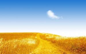 Желтое поле пшеницы под голубым небом