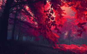 Красная листва в густой чаще леса
