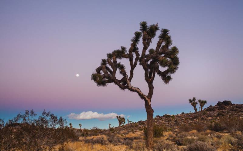 Обои joshua tree national park