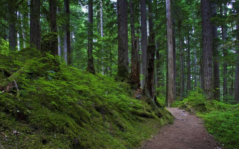 Обои mount rainier national park