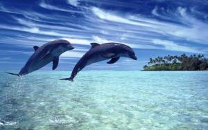 Пара дельфинов выпрыгивает из воды