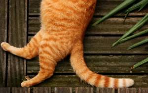 Толстый рижий полосатый кот