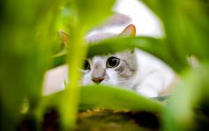 Кот в засаде