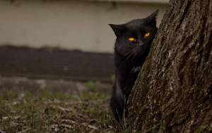 Хитрый черный кот