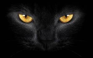 yellow eyes