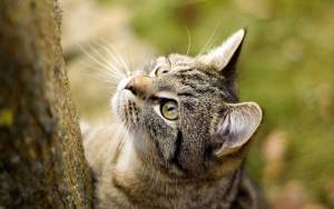 Полосатый кот на дереве