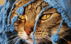 Кот в вязаной шапочке
