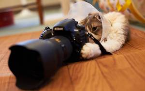 Cat photomaker