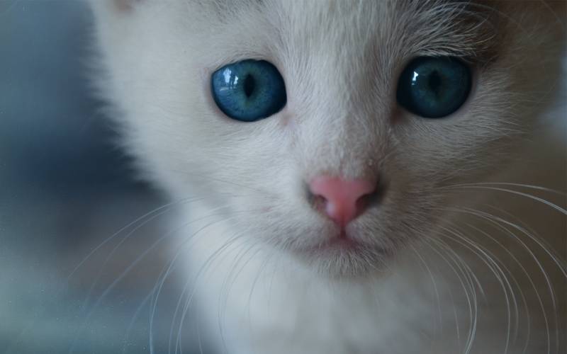 Обои голубые глаза