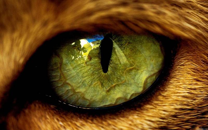 Обои кошачий глаз