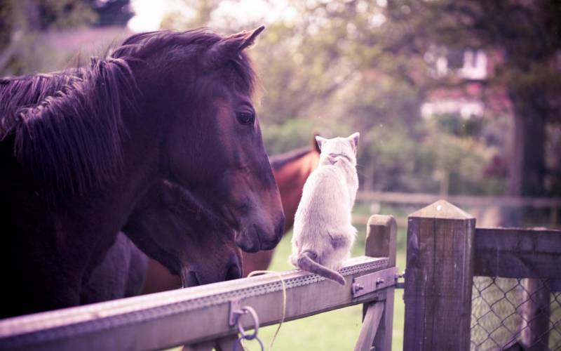 Обои Кот и лошадь