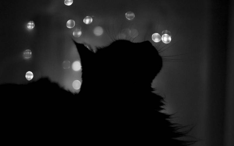 Обои Черный кот в тени
