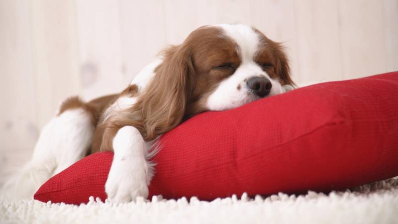 Обои Спящий щенок на красной подушке