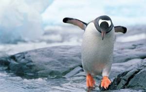 Мокрый пингвин в антарктике