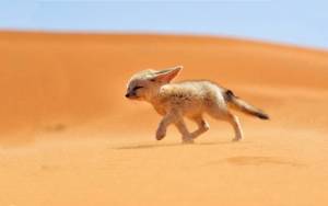 Лисица фенек в пустыне