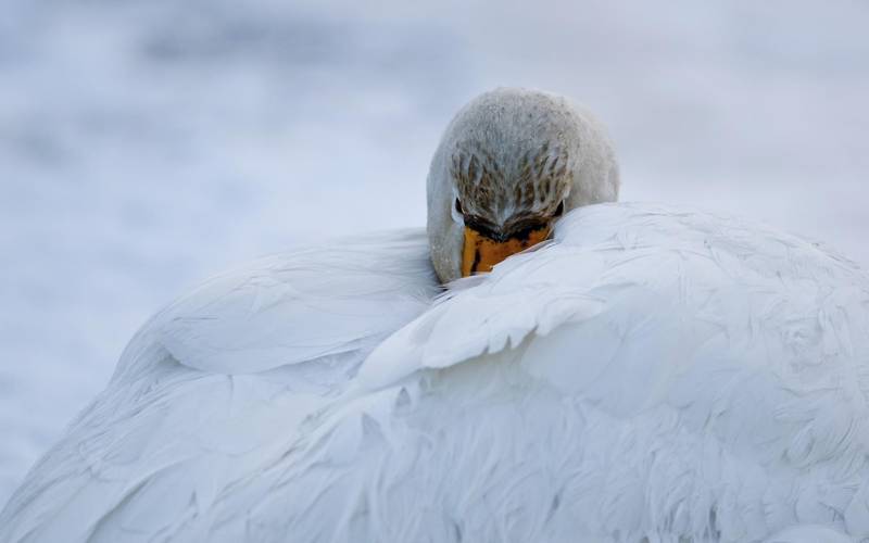 Обои Лебедь прячет клюв в перьях