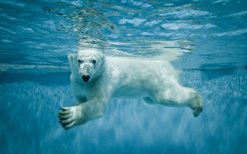 Обои белый медведь под водой