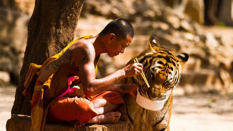 Обои монах кормит тигра
