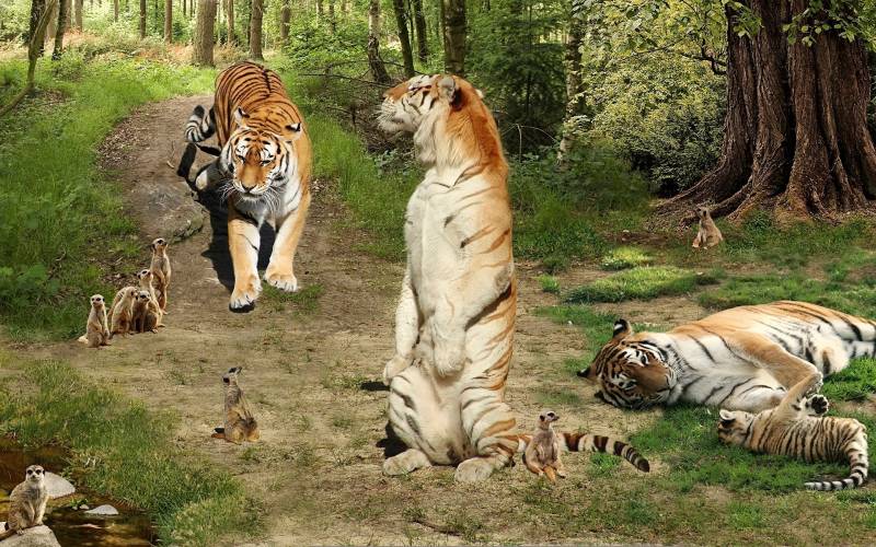 Обои тигры-сурикаты