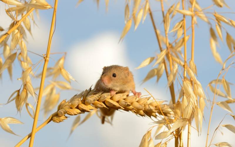 Обои harvest mouse