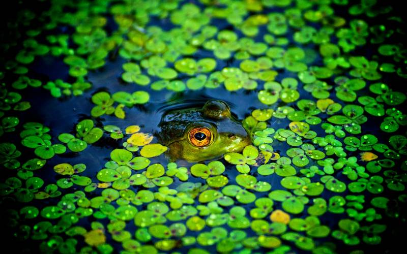 Обои Зеленая лягушка в болоте