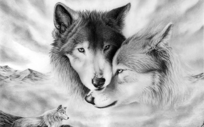 Обои Волки