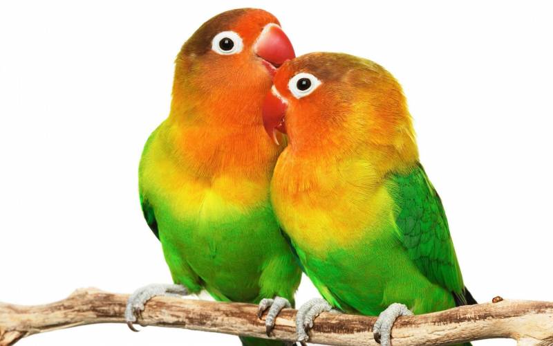 Обои Beautyful Parrots