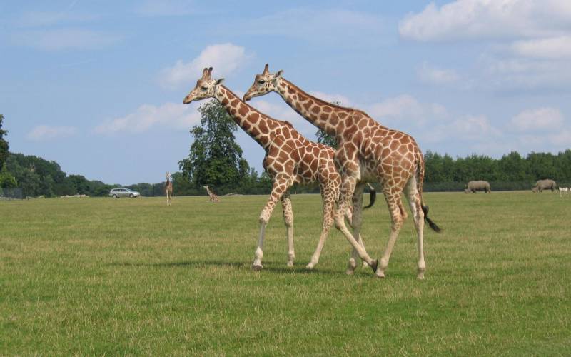 Обои Giraffe
